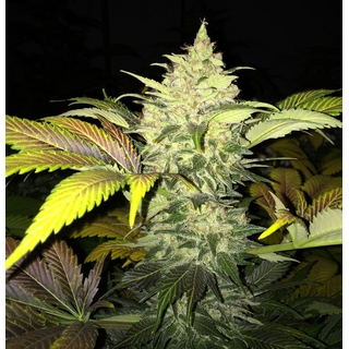 T.H. Seeds, Roof 95, 2 pc