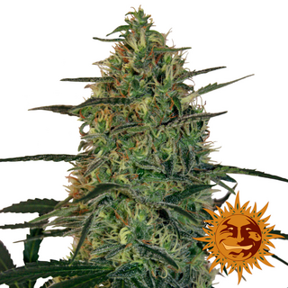 Barney´s Farm, Auto Malana Bomb, feminized (discontinued)