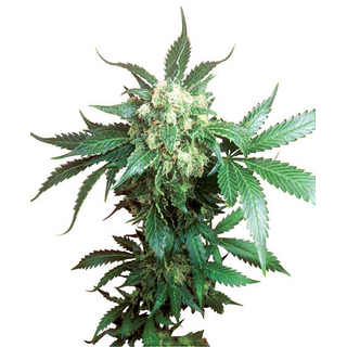 Sensi Seeds, Black Domina, feminized,