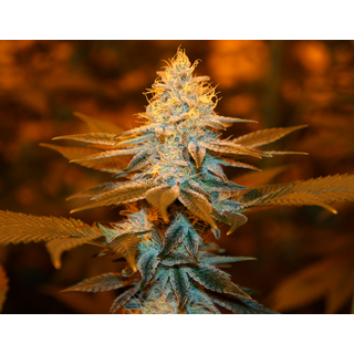 T.H. Seeds, strawberry glue, feminized