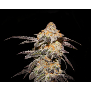 T.H. Seeds, french cookies, feminized,