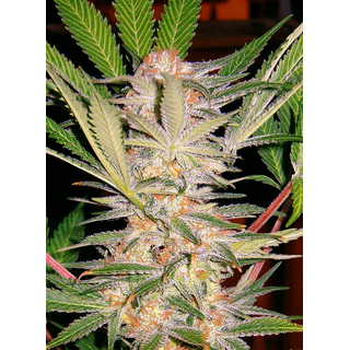 Sweet Seeds, S.A.D., Sweet Afghani Delicious, Fast Version 3 pc (+1 pc free)