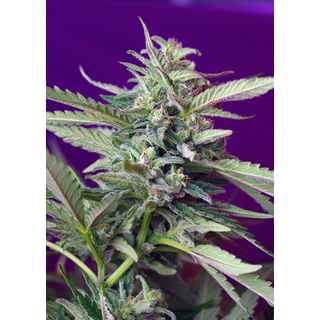 Sweet Seeds, S.A.D., Sweet Afghani Delicious, Autofem 3 pc (+1 pc free)