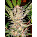 Sweet Seeds, S.A.D., Sweet Afghani Delicious, feminized