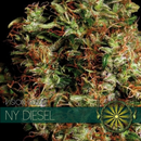 Vision Seeds, NY Diesel