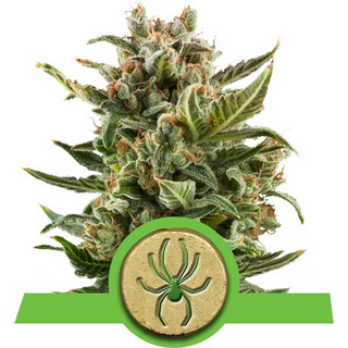 Royal Queen Seeds, White Widow Automatic