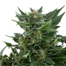 Royal QueenSeeds, Royal Kush Automatic, feminized