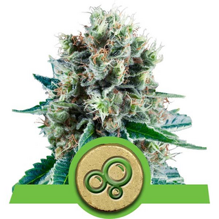 Royal QueenSeeds, Bubble Kush Automatic, feminized
