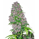 White Label, Purple Bud, fem,