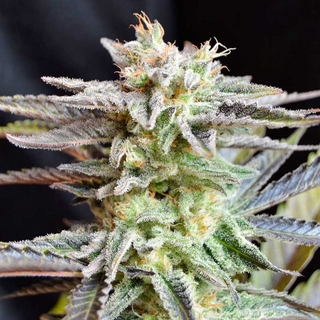 Delicous Seeds, Sugar Black Rose, feminized