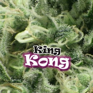 Dr. Underground, King Kong, fem, 4 pc (Ed Rosenthal...