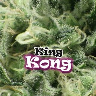 Dr. Underground, King Kong, fem, 4 pc (Ed Rosenthal Superbud x Chronic)