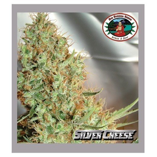 Big Buddha Seeds, Silver Cheese, fem 5 pc