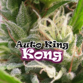 Dr. Underground, Auto King Kong