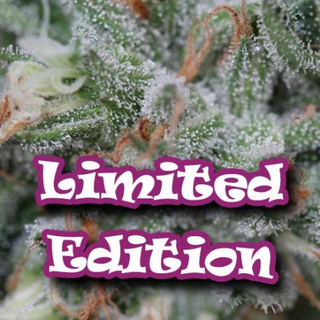 Dr. Underground, limited, Gorilla OG, 5pc, fem. (Gorilla...