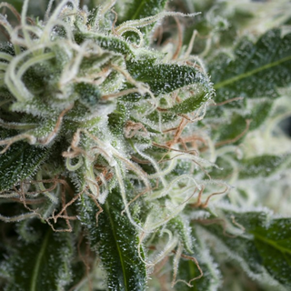 Trikoma Seeds, Jack Herer, Auto, 5 pc.