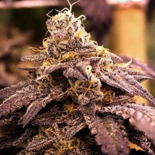 Rare Dankness Seeds, Rare Darkness, feminized, 6 pc, (Grape Ape X Rare Dankness #1)