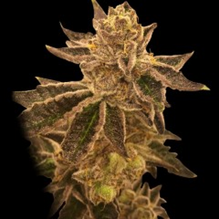 Rare Dankness Seeds, Cookie OX, feminized, 6 pc, (Forum Girl Scout Cookie x OX)