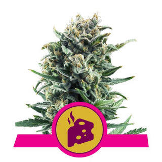 Royal Queen Seeds, Blue Cheese AUTOMATIC, feminized