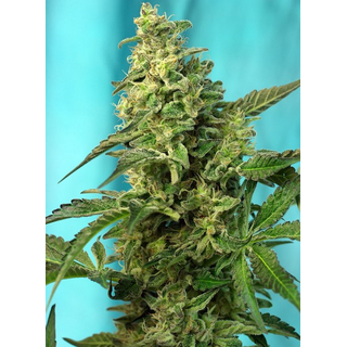 Sweet Seeds, Green Poison, Fast Version, feminized