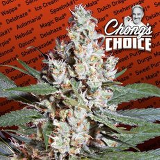 Paradise Seeds, Chongs Choice - LA Amnesia,