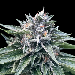 DNA Sorbet Collection, Sorbet 4 (Gorilla Glue #4 x...
