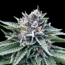 DNA Sorbet Collection, Sorbet 4 (Gorilla Glue #4 x...