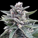 DNA Sorbet Collection, Kosher Sorbet (Kosher Kush x...
