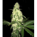 T.H.Seeds, LIMITED DROP, Afghaniberry, regular, 5pc