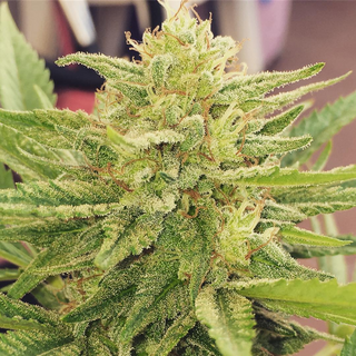Dr. Underground, Godzilla Glue, fem. (King Kong x Gorilla...