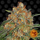 Barneys Farm, Orange Sherbert, feminized