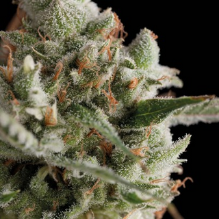 Trikoma Seeds, Super Cheese, 5 pc.