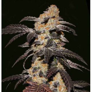 TH-Seeds & Viva Sativa, French Cookies, lose - bulk