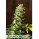 Sweet Seeds, Killer Kush, feminized, F1 Fast Version