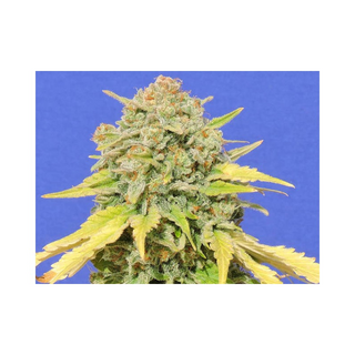 Original Sensible Seeds, Zkittlez, feminized, 5pc. (+2pc....