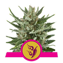 Royal Queen Seeds, Speedy Chile, FAST VERSION