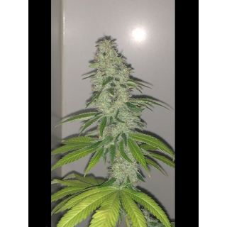 Pheno Finder Seeds, Simple Wedding Cake S1, feminized, 5 pc (Girl Scout Cookies x Cherry Pie)