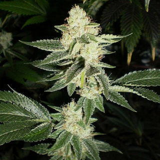 The Cali Connection, Louis XIII OG,  feminized, 6 pc (Louis XIII OG Kush x Tahoe OG Kush)