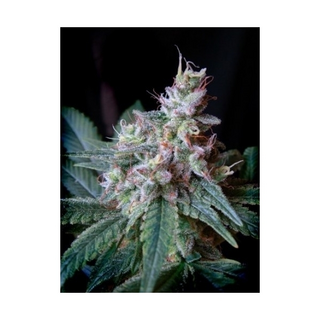 Sweet Seeds, Cream Caramel CBD, feminized 3 pc (+1 pc free)