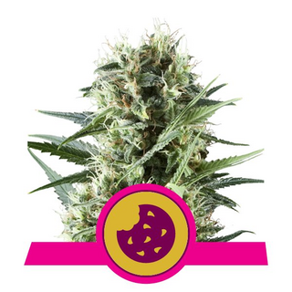 Royal Queen Seeds, Royal Cookies, Automatic, feminized 3pc.