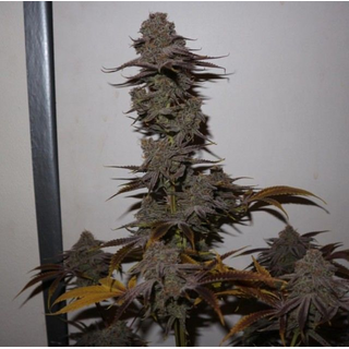 Pheno Finder Seeds, Purple Strawberry Sherbet, feminized, 5 pc (Purple Strawberry PSB x Sunset Sherbet S1)