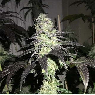 Pheno Finder Seeds, Do Z Dos, feminized, 5 pc (Sour Dosidos x Z3)