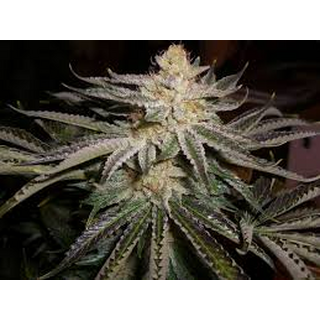 The Cali Connection, 818 Headband aka Sour OG, feminized,...