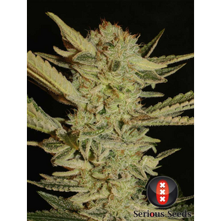 Serious Seeds/ feminisiert 6 Stk. / Bubble Gum