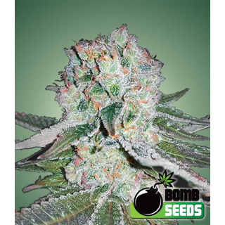 Banana Bomb, Bomb Seeds, feminized