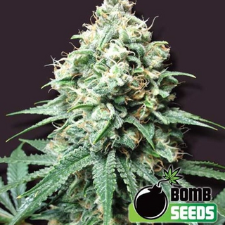 Kush Bomb, Bomb Seeds, feminized