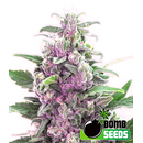 THC Bomb, Bomb Seeds, feminized