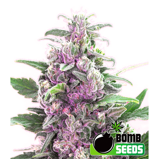 THC Bomb, Bomb Seeds, regular, 10pc.