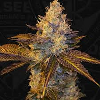 T.H.Seeds x Massive Creations Collaboration,...