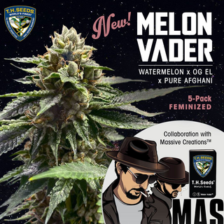 T.H.Seeds x Massive Creations Collaboration, Melon Vader, feminized, 5 pc (Watermelon x OG Eddy Lepp x Pure Afghani)